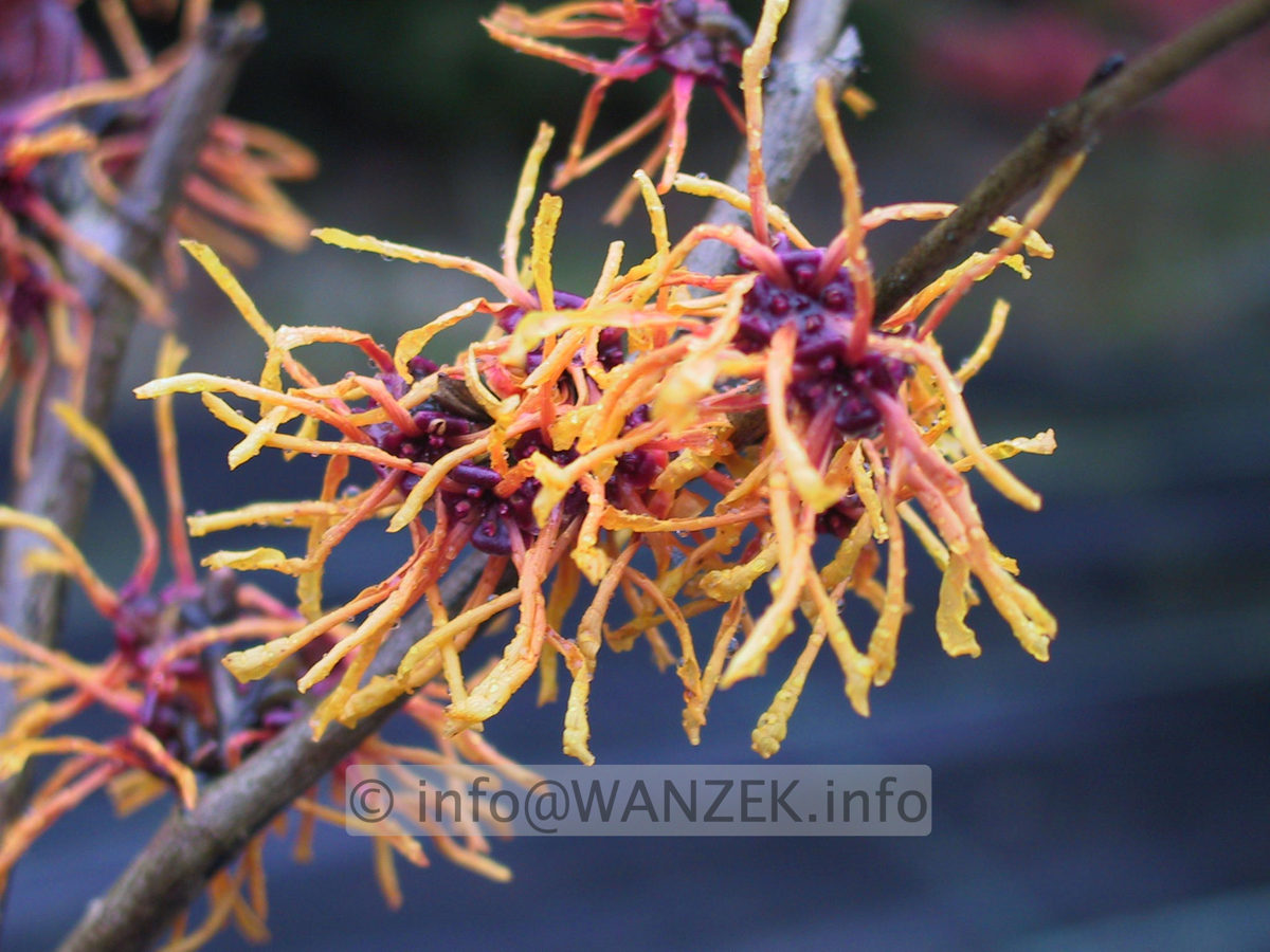 Hamamelis Orange Beauty1.JPG